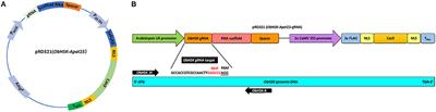 CRISPR-Editing of Sweet Basil (Ocimum basilicum L.) Homoserine Kinase Gene for Improved Downy Mildew Disease Resistance